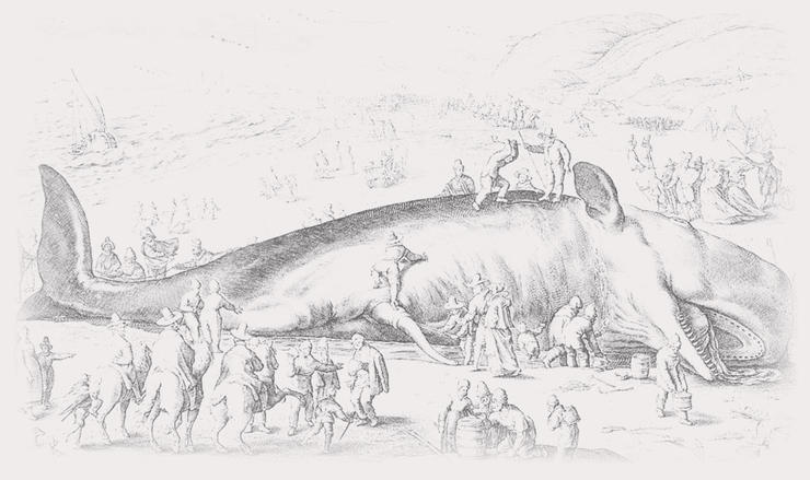 Jonas Titelbild – Wilhelm van Gouwen: Stranding van een Walvisch van 70 voeten lang, tusschen Katwijk en Scheveningen in de Maandt van February 1598